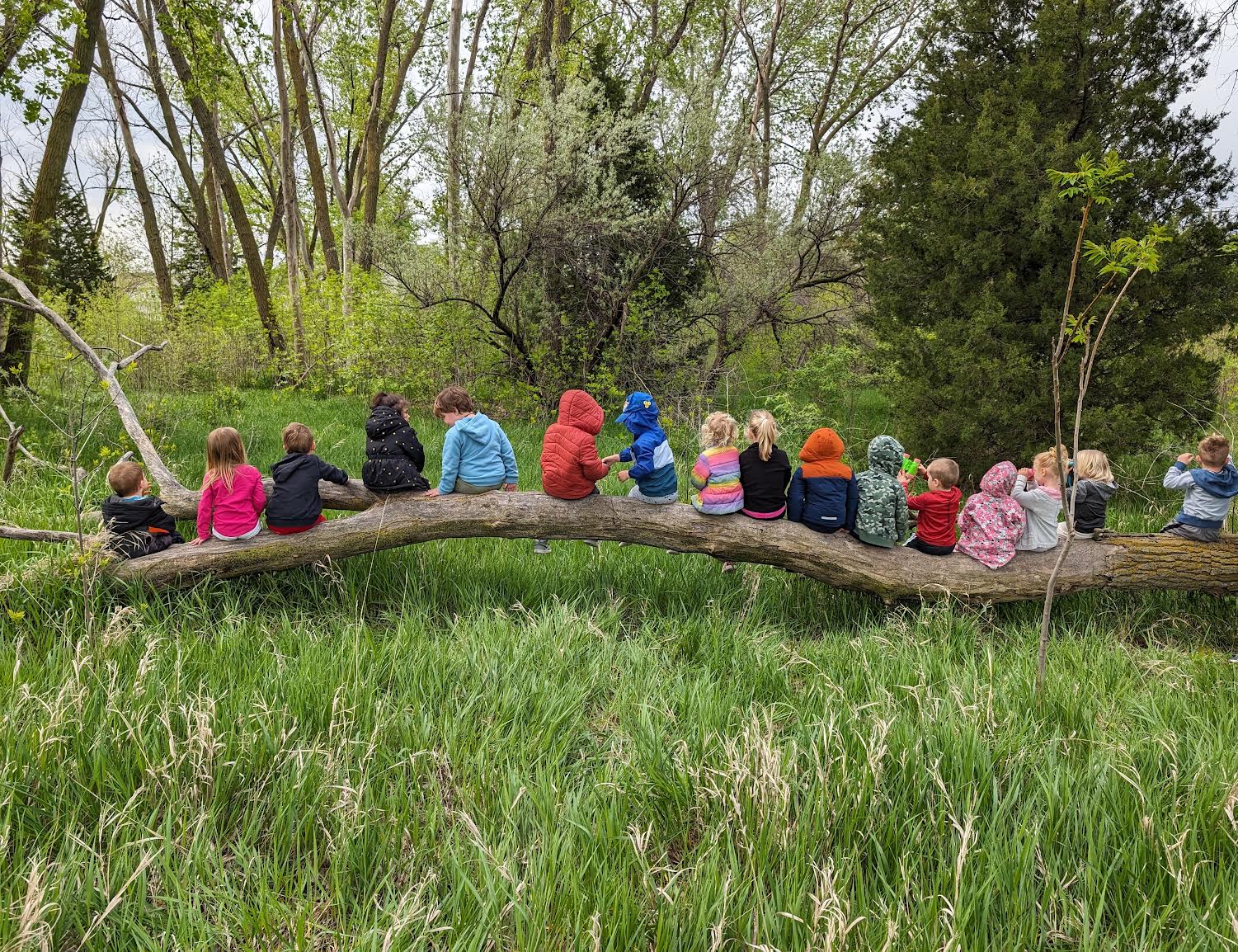 preschool class sittting on a low tree branch